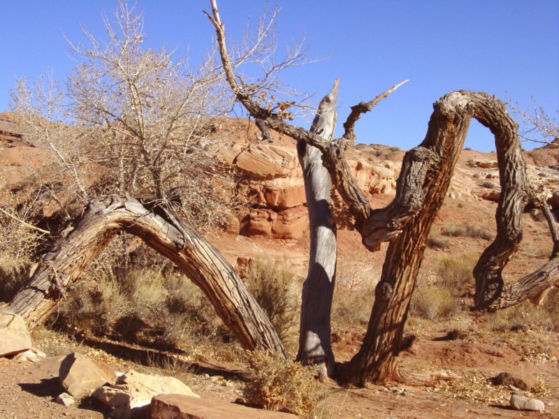 04160302LittleWildHorse (1005)